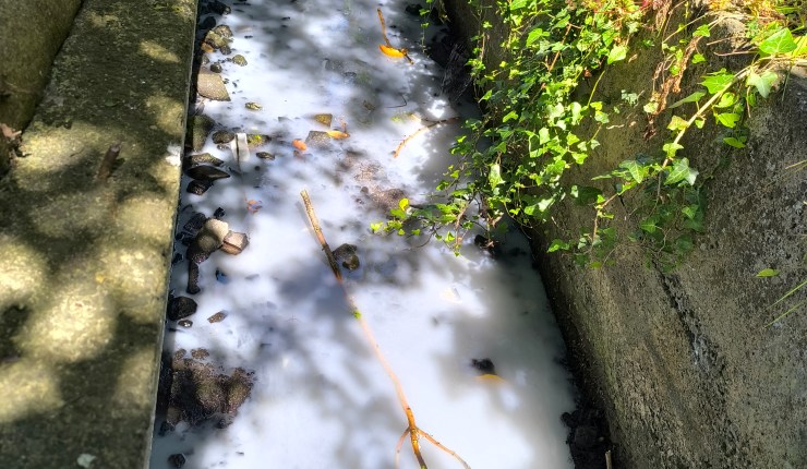 Poddle pollution affecting swans in Tymon Park: a short introduction to critical&nbsp;reading